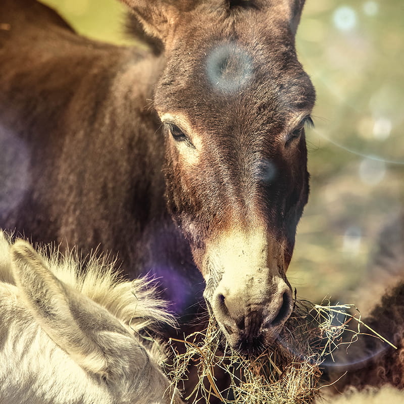 Ferme d'élevage d'ânes et de poneys
