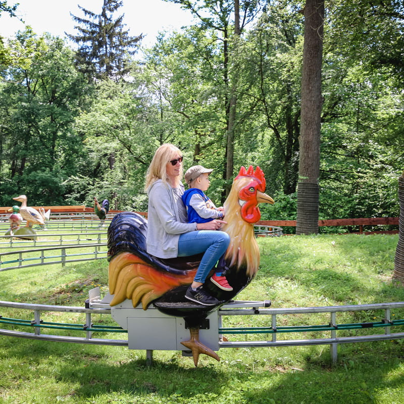 Rooster Ride