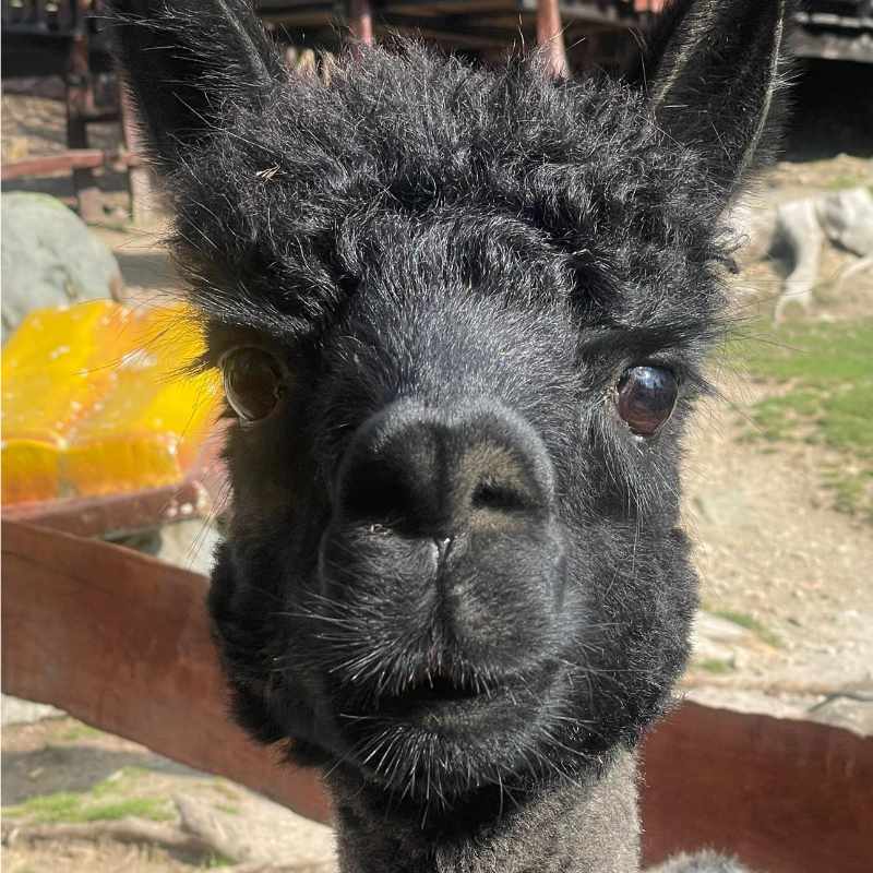 Tierpatenschaft Alpakas
