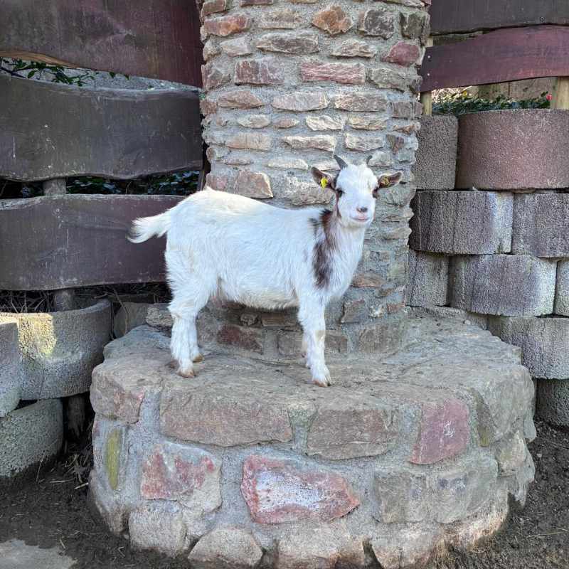 Tierpatenschaft Heidi