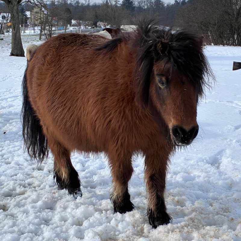 Tierpatenschaft Ponys